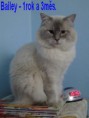 /album/vrh-b-prosinec-2011-1-5-roku/zari-2011-bailey-jpg1/